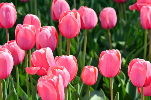 istock Tulips in spring. Colourful tulip 952724210