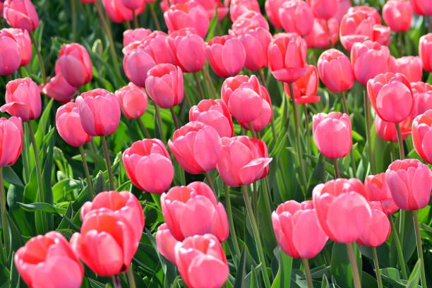 istock Tulips in spring. Colourful tulip 952724440