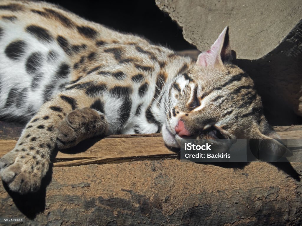 Leopard Cat or Prionailurus bengalensis Sleeping on a Log Closeup Leopard Cat or Prionailurus bengalensis Sleeping on a Log Animal Stock Photo