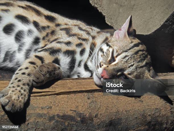 Leopard Cat Or Prionailurus Bengalensis Sleeping On A Log Stock Photo - Download Image Now