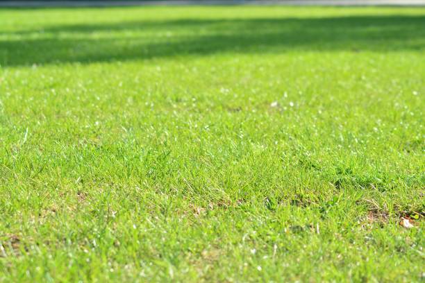 istock Green lawn blur and soft light 952724568