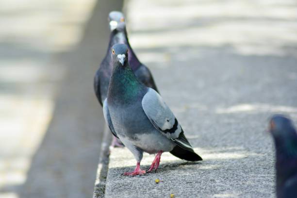 istock Pigeon sitting on support in park with blurry background 952724744