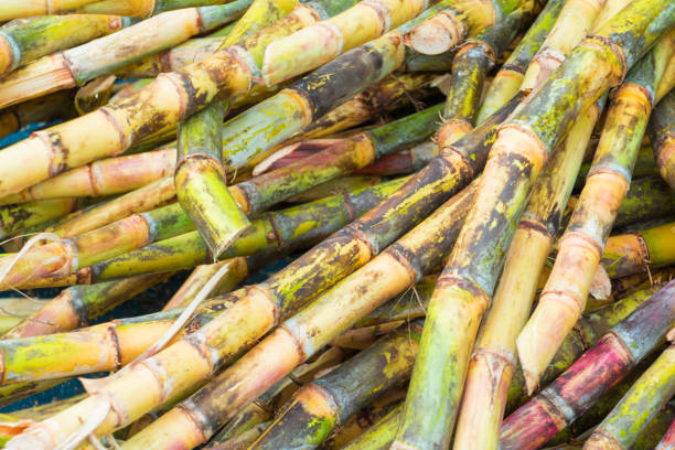 istock sugar cane fresh in nature with copy space add text 952725822