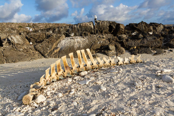 scheletro pilota di balene su una spiaggia, isola di genovesa, isole galapagos - galapagos islands bird booby ecuador foto e immagini stock