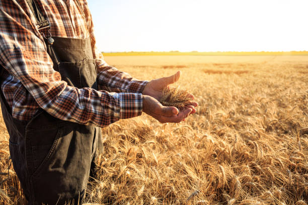 istock Close up of hands examining wheat growth 952729498