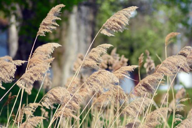 istock White reed by a lake. Beautiful nature frame. 952730018