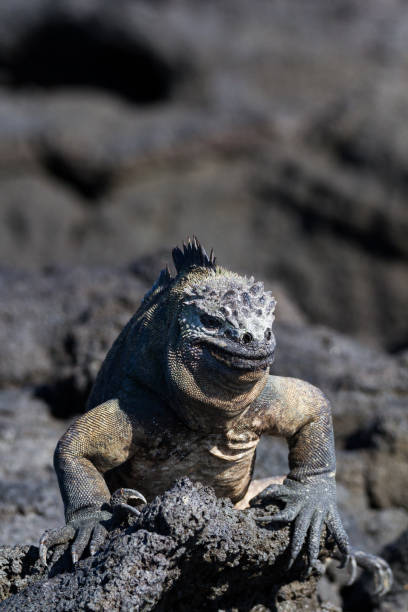 istock Galapagos Marine Iguana (Amblyrhynchus cristatus) on lava rock, Galapagos Islands 952730348