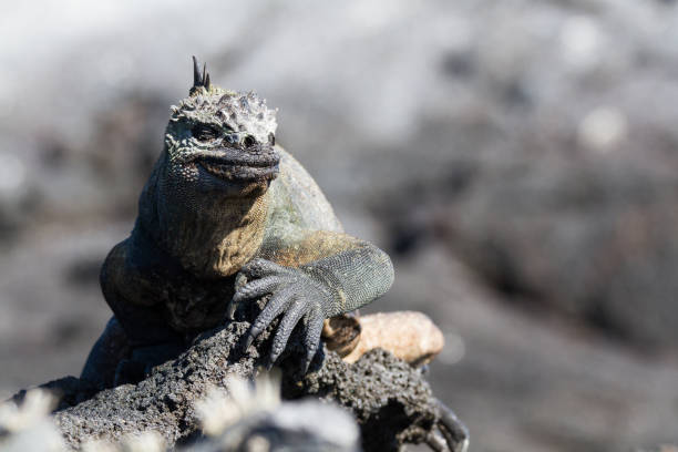 istock Galapagos Marine Iguana (Amblyrhynchus cristatus) on lava rock, Galapagos Islands 952730456