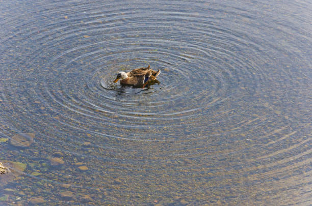 tauchenten im wasser. - pike dive stock-fotos und bilder