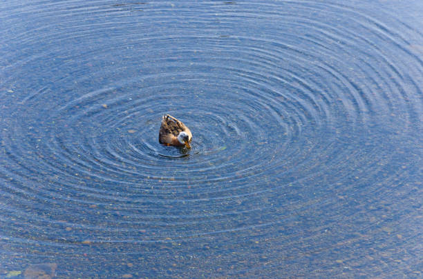 tauchenten im wasser. - pike dive stock-fotos und bilder