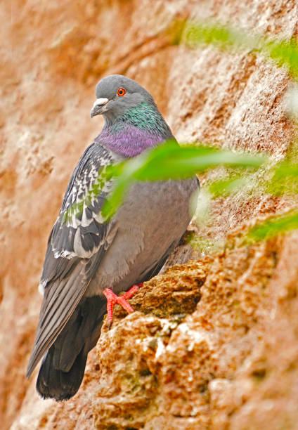 istock Pigeon sitting on a rock 952731474