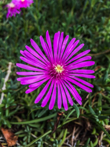 fig marigold/delosperma cooperi - sea fig imagens e fotografias de stock