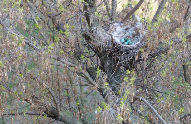 sull'albero, nel nido dei corvi giacciono uova - crows nest foto e immagini stock