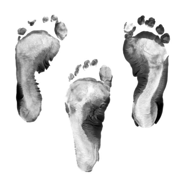 istock Acrylic foot prints set isolated on white background. Many fingerprint or stamp texture artwork of kids for education and journey. Bottom view. Black and white colors. Close up. 952737188
