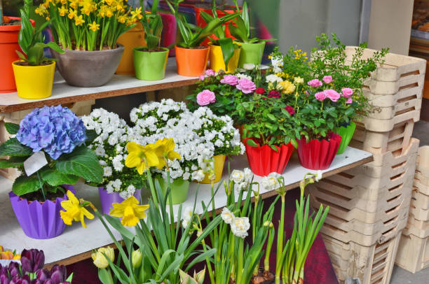 fleurs de printemps - narcisses et tulipes en pots sont en vente dans les rues de la ville solaire d’avril. - hydrangea gardening blue ornamental garden photos et images de collection