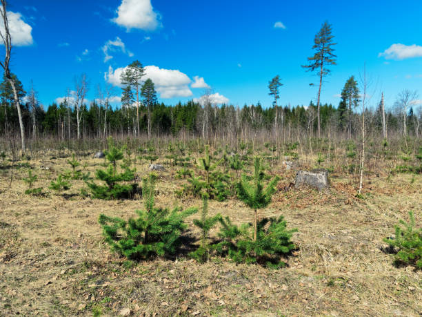 istock Logged area in the pine forest 952737784