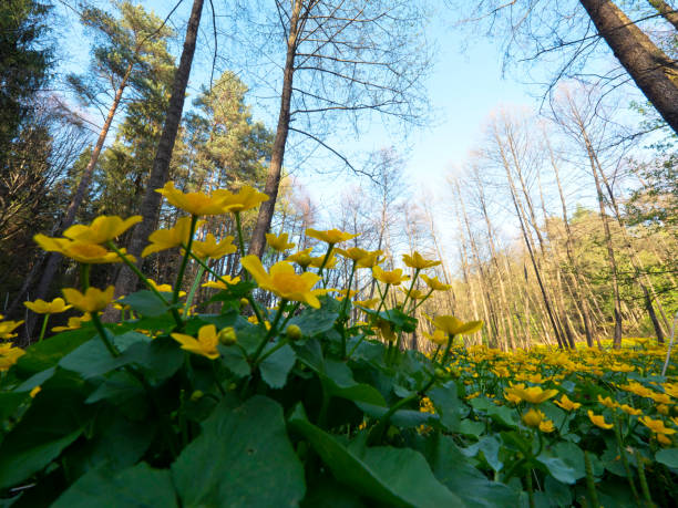 Wet alder swamps, blooming with blooming marigolds, create a mood for the place