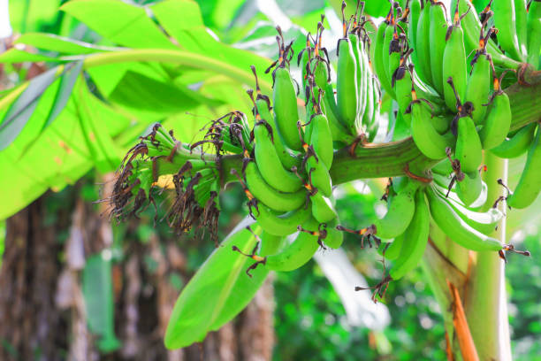 istock banana raw with a bunch on the tree with copy space add text 952738268