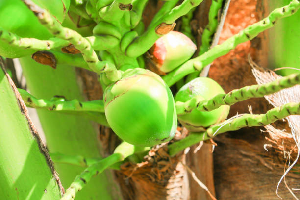istock small coconut on tree in garden select focus with shallow depth of field 952738322