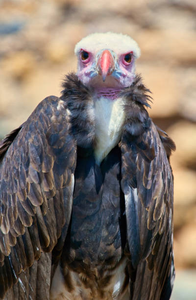 istock Trigonoceps occipitalis portrait 952738494