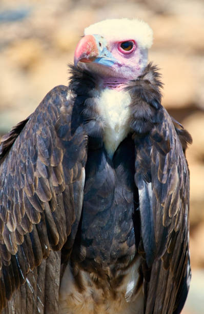 White-headed vulture portrait