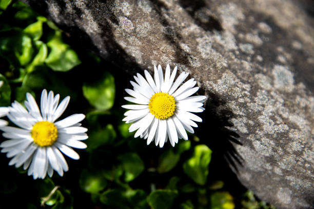 istock English daisy and a stone wall 952740000