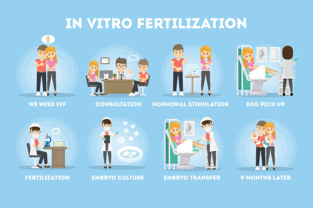 ilustrações, clipart, desenhos animados e ícones de processo de fertilização in vitro no infográfico. - human fertility artificial insemination embryo human egg