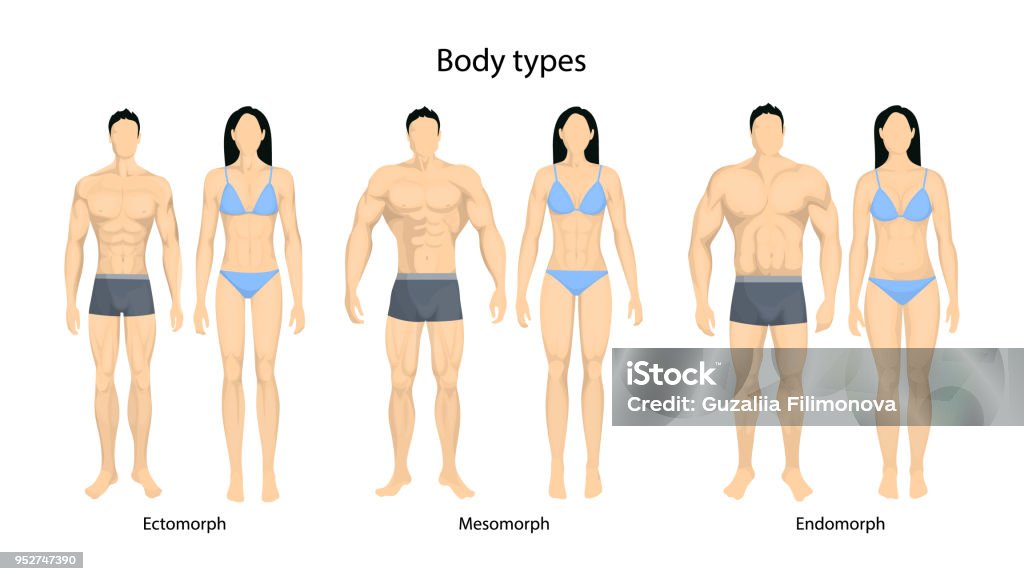 Human body types. Human body types. Men and women as endomorph, ectomorph and mesomorph. The Human Body stock vector