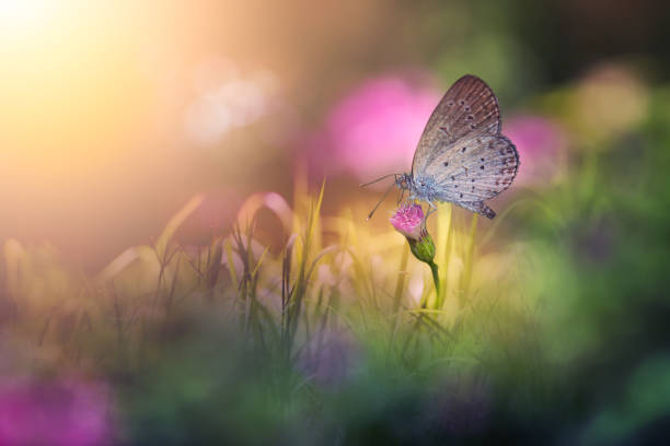 istock Lesser Grass Blue butterfly feeding flower 952749382