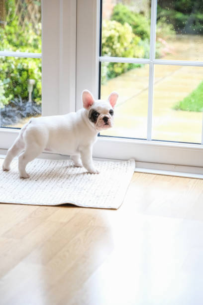 8 weeks old Pied French Bulldog Puppy waiting at the door to go outside Side view of Pied French bulldog puppy waiting at the door to go outside for toilet pied stock pictures, royalty-free photos & images