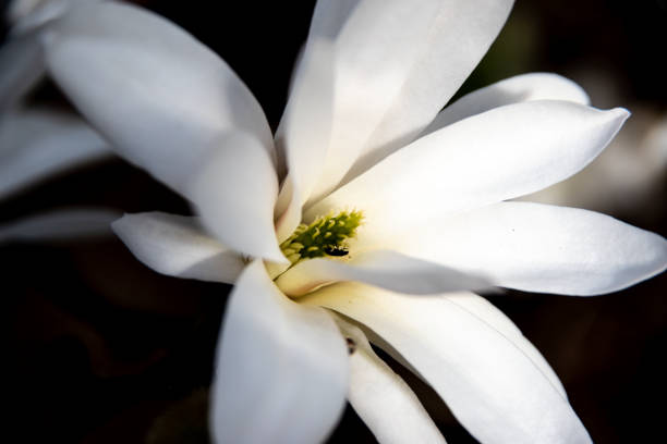 istock Small insect and a beautiful magnolia flower 952750370