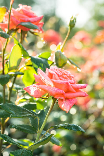 istock Orange rose blooming in the spring 952750548