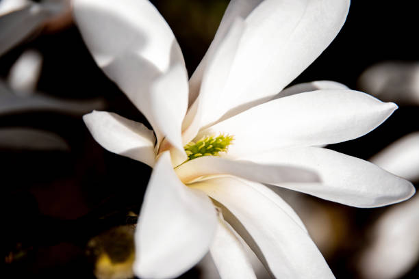 istock Magnolia stellata flower 952750554