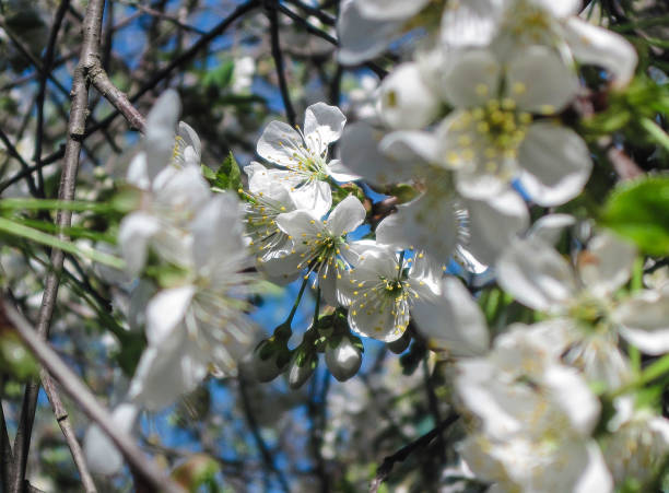 istock Blossom bloom of cherry at spring. White sakura flowers on sky background 952753500