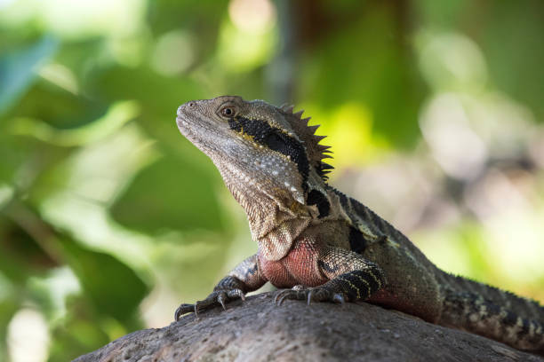 istock Eastern dragon lizard sitting on a rock against the green background 952758278