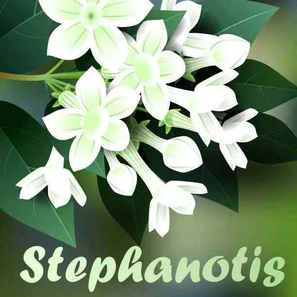 Vector illustration of Beautiful spring flowers stephanotis. Cards or your design with space for text. Vector