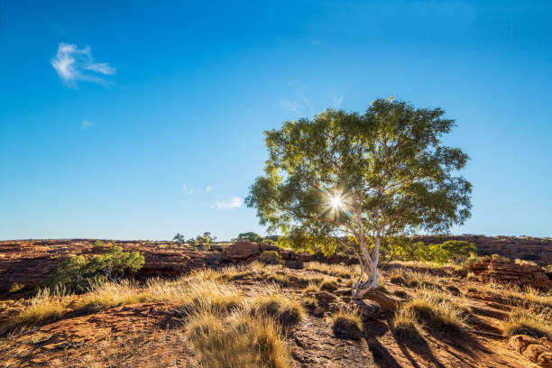 istock Sun shining through a red gum tree in rural Australia on a blue sky day. 952758282