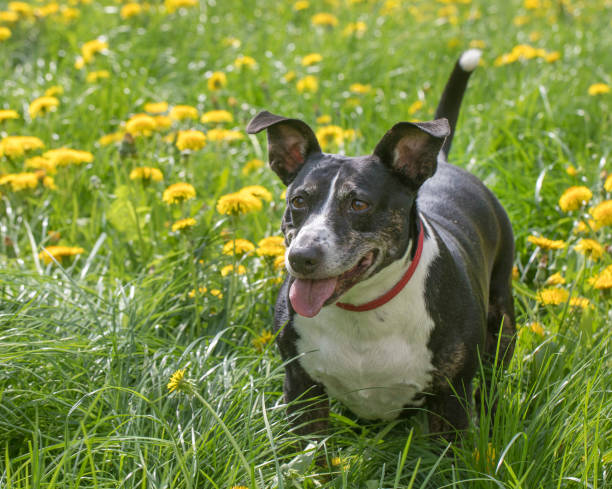 istock Dog in the grass in the sunshine 952760036