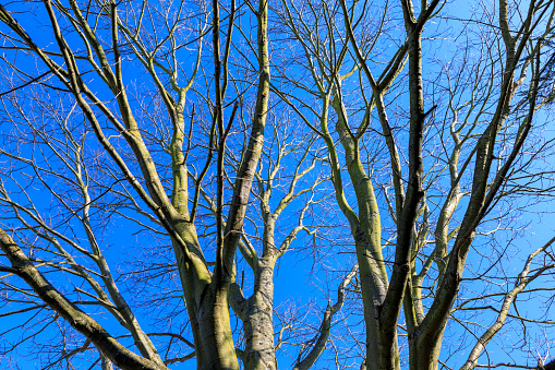 Bare Tree Against Sky