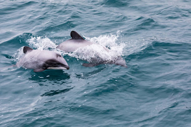 do hector golfinho (cephalorhynchus hectori) mãe e filhote, nova zelândia - hector - fotografias e filmes do acervo