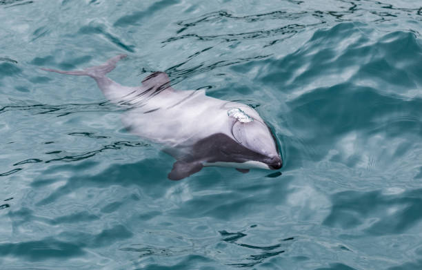 golfinho de hector (cephalorhynchus hectori), mais pequeno e mais raro marinho golfinho do mundo, nova zelândia - hector - fotografias e filmes do acervo