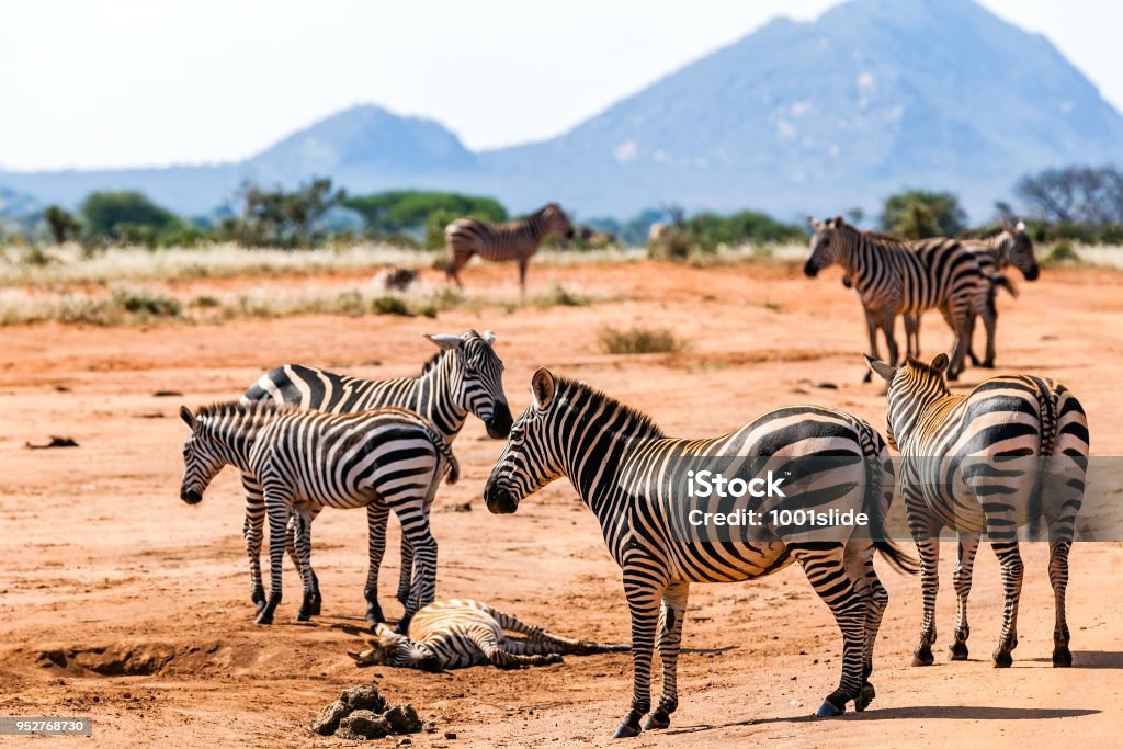 Zebras at Savannah Zebras at Tsavo East National Reserve at Kenya at Africa - baby zebra resting on the ground Africa Stock Photo