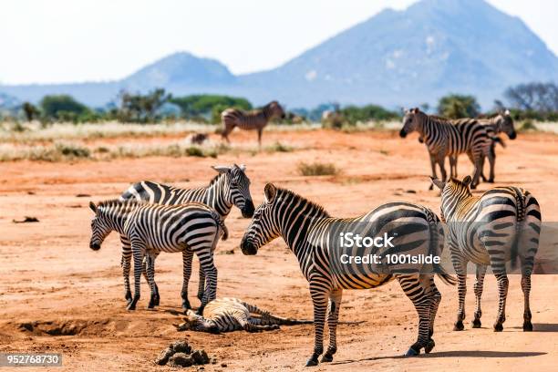 Zebras At Savannah Stock Photo - Download Image Now - Africa, Animal, Animal Themes