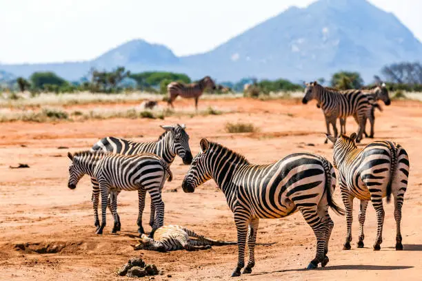 Zebras at Tsavo East National Reserve at Kenya at Africa - baby zebra resting on the ground