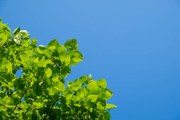 fresh green young leaves against a clear blue sky, peaceful background