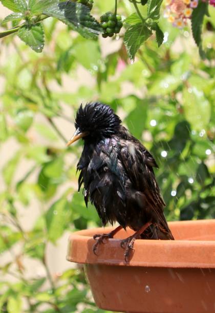 istock Wet blackbird perched on edge of birdbath 952771666