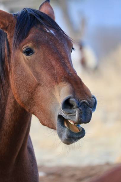 istock Wild American mustang horse headshot 952772000