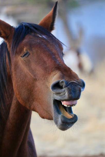 istock Wild American mustang horse headshot 952772028