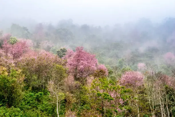 Some sakura trees on the hill of Dalat city in fog