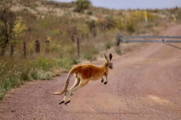istock Red kangaroo hopping across road 952772122